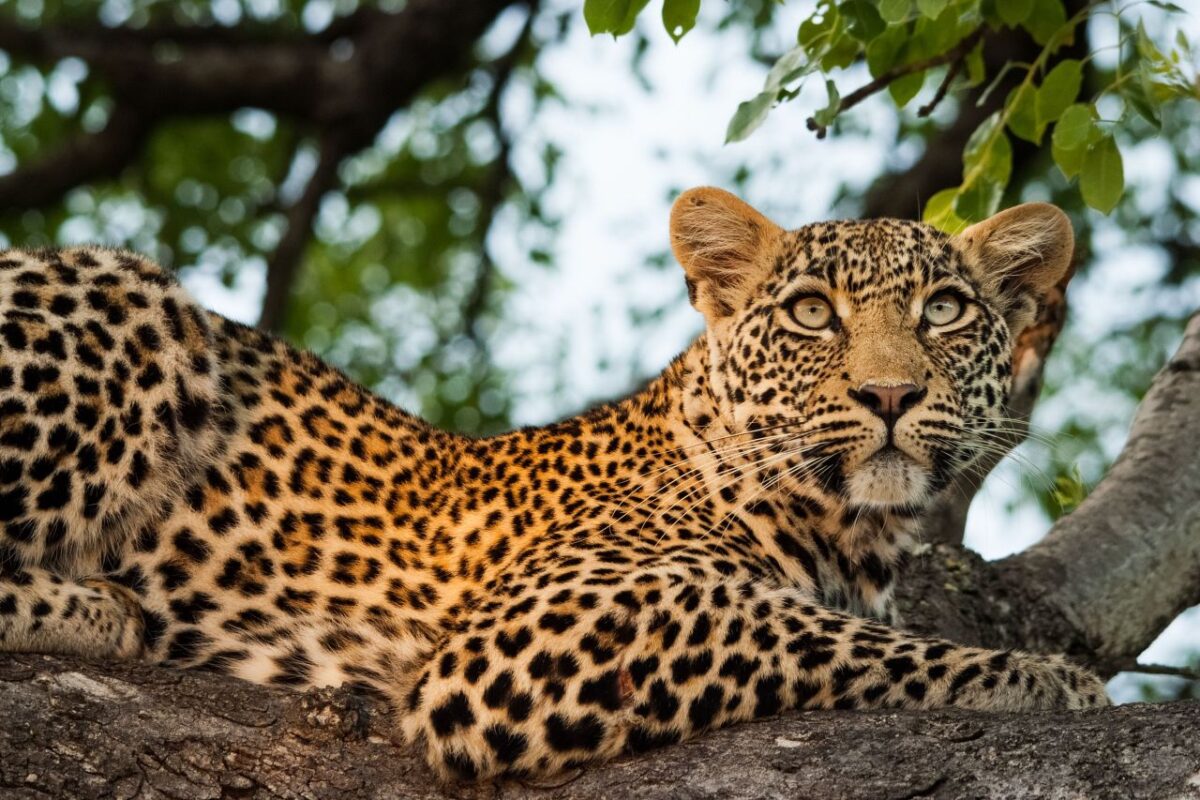 Cedarberg_Africa-Kruger-Sabi-Sands-leopard