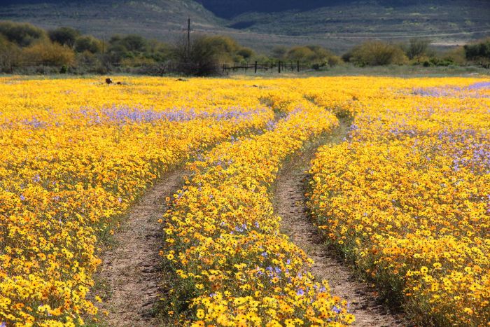 Cederberg-wupperthal-biedouw-flowers-700