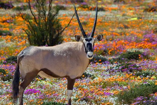 Tips for Flower Viewing in Namaqualand, the Cederberg & West Coast in 2025