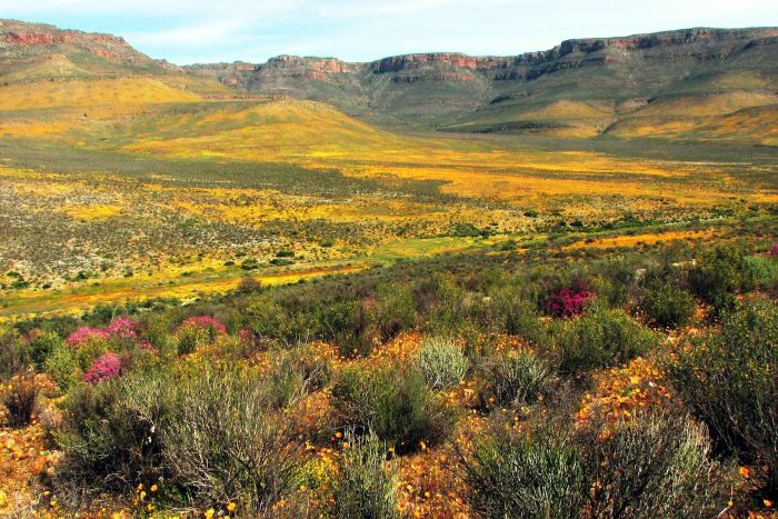 Namaqualand-flowers-koppies-700