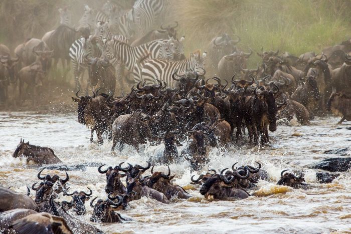 Cedarberg_Africa_East-Africa-great-migration-closeup