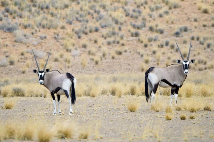 Cedarberg Travel | Doro Nawas Camp