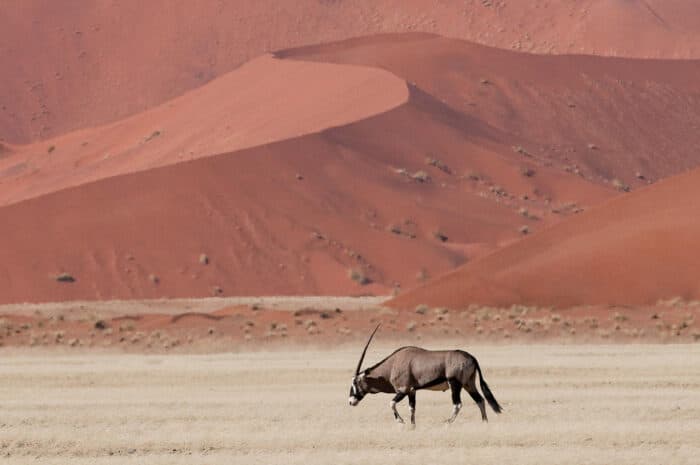 Cedarberg Travel | Kulala Desert Lodge