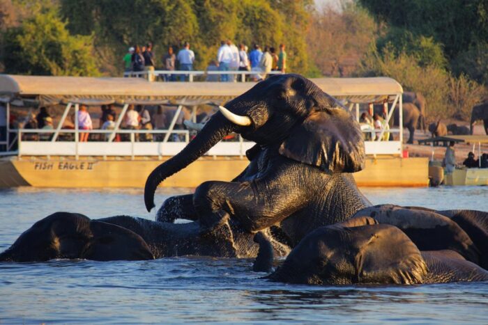 Cedarberg Travel | Chobe Safari Lodge