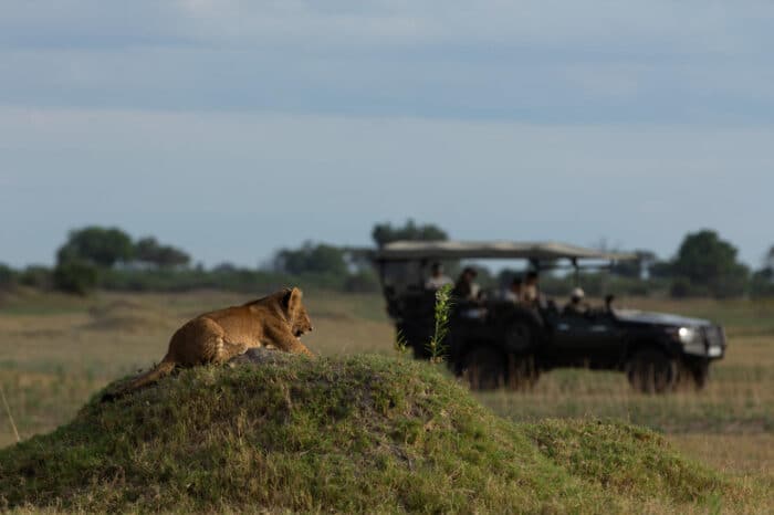 Cedarberg Travel | Duba Plains Camp