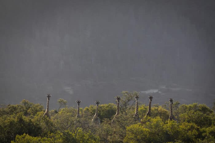 Cedarberg Travel | Pumba Msenge Bush Lodge