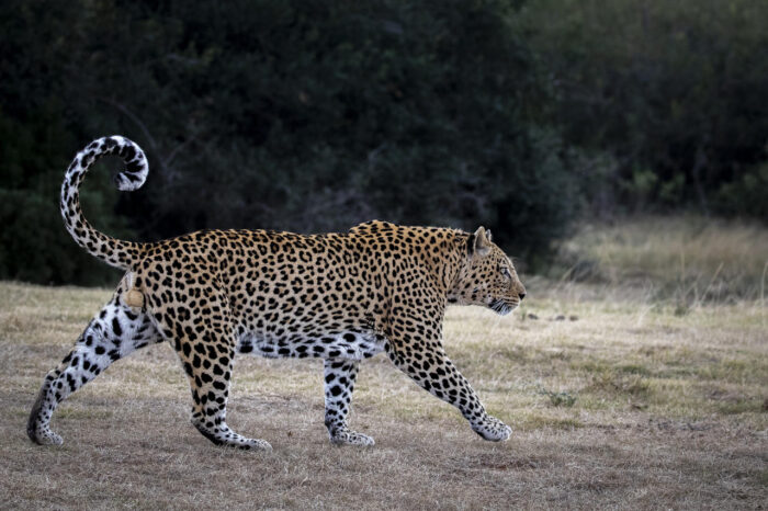 Cedarberg Travel | Pumba Msenge Bush Lodge