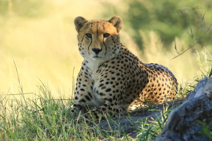 Cedarberg Travel | Camelthorn Lodge