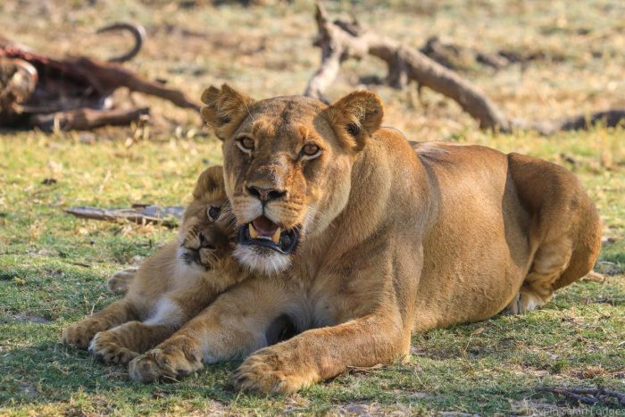 Cedarberg Travel | Camelthorn Lodge