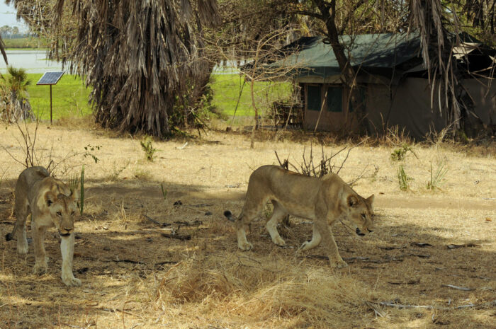 Cedarberg Travel | Lake Manze Tented Camp