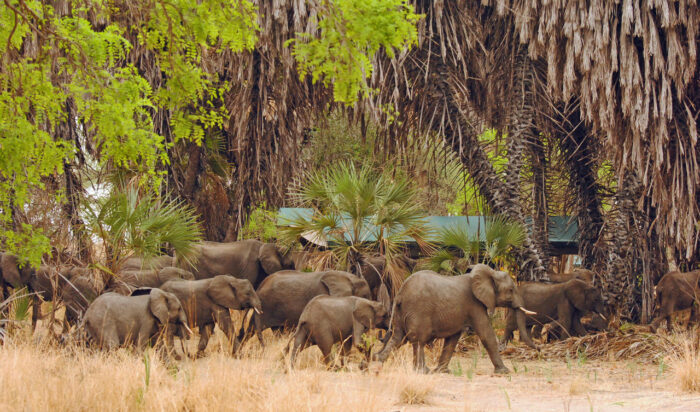 Cedarberg Travel | Lake Manze Tented Camp