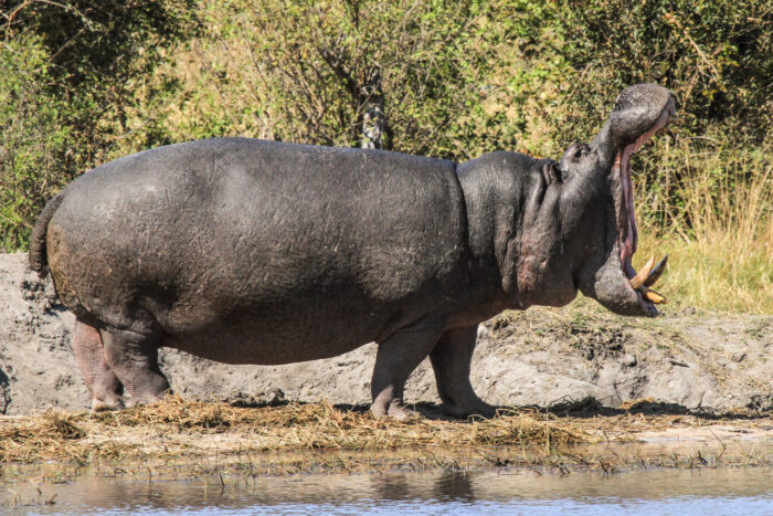 Cedarberg Travel | Zambezi Sands River Camp