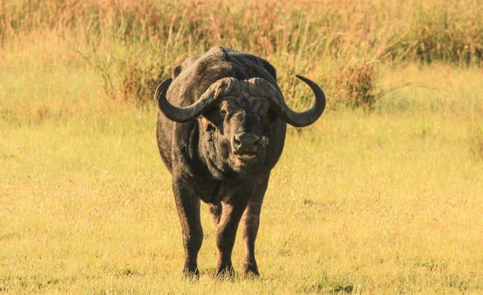 Cedarberg Travel | Zambezi Sands River Camp