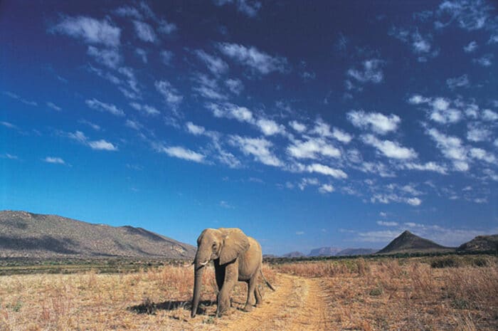 Cedarberg Travel | Samburu Intrepids Tented Camp