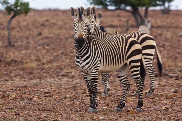 Cedarberg Travel | Grootberg Lodge