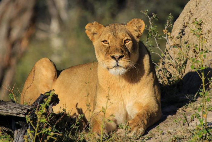 Cedarberg Travel | Bomani Tented Lodge