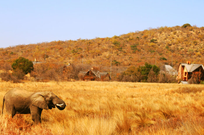 Cedarberg Travel | Kololo Game Reserve