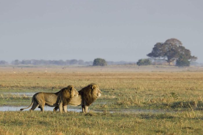 Cedarberg Travel | Busanga Bush Camp