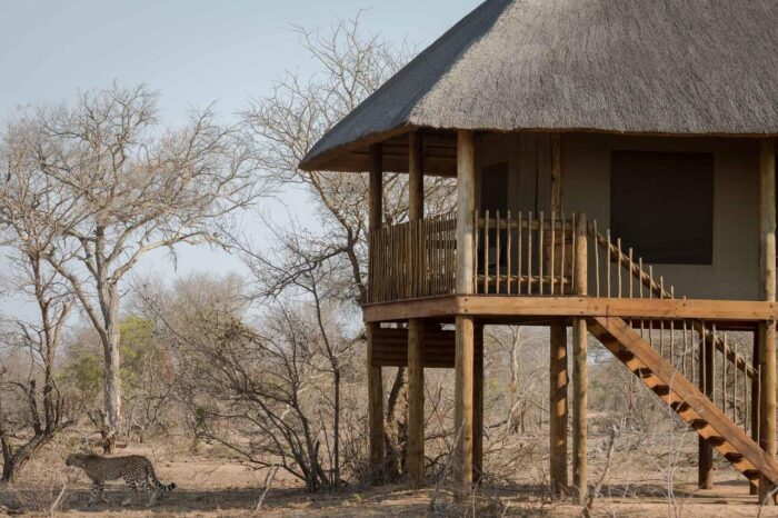 Cedarberg Travel | nThambo Tree Camp