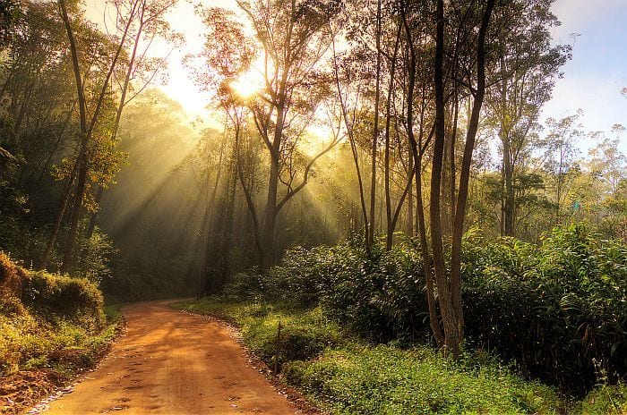 Madagascar attractions walking, Andasibe national park