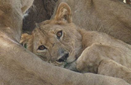 Namibia Fly-In with Skeleton Coast