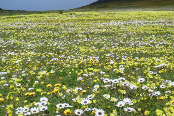 Cedarberg Travel | Bushmans Kloof Wilderness Reserve