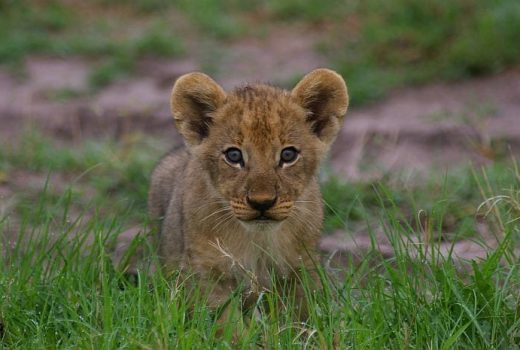 Private Game Reserves or Private Concessions for your Kruger safari?
