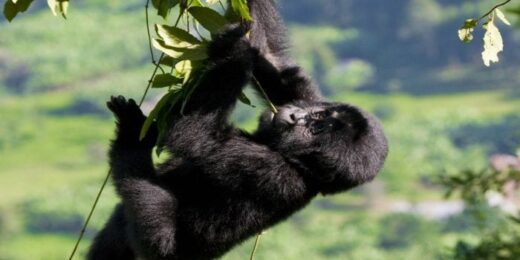 Bwindi Impenetrable Forest