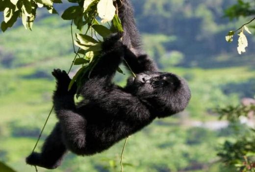 Bwindi Impenetrable Forest