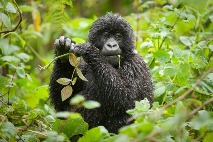 Cedarberg Travel | Volcanoes Bwindi Lodge