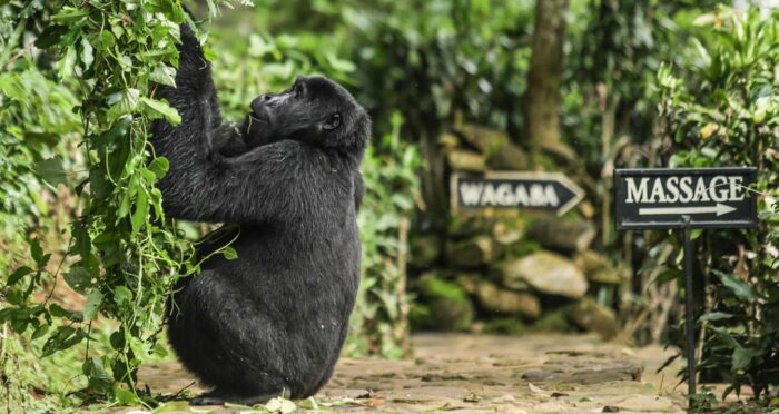 Cedarberg Travel | Volcanoes Bwindi Lodge