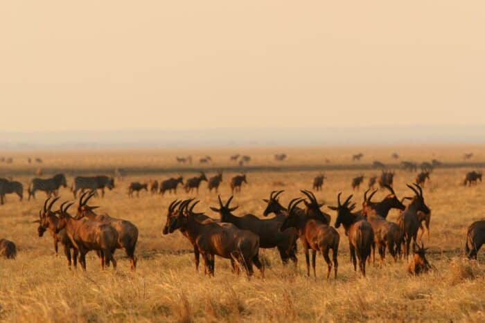 Cedarberg Travel | Western Tanzania Adventure