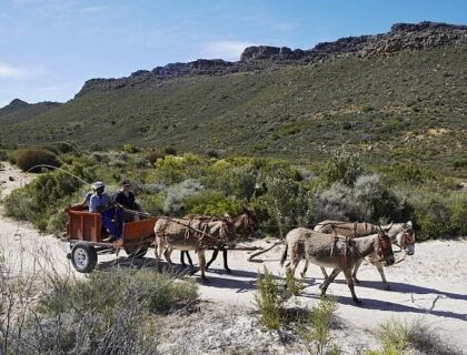 Sustainability with Cedarberg Africa