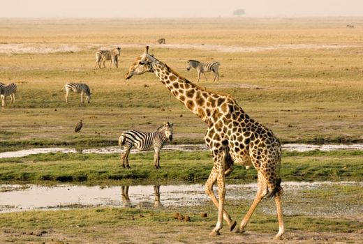 Private Game Reserves or Private Concessions for your Kruger safari?