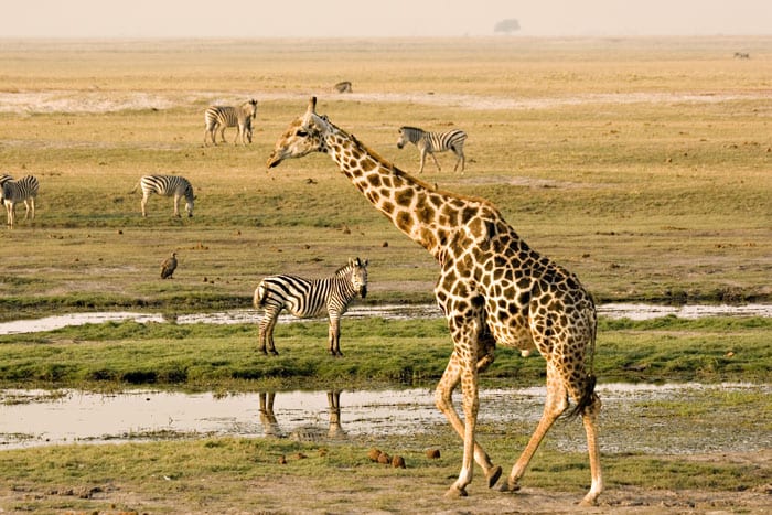 Victoria Falls & Chobe