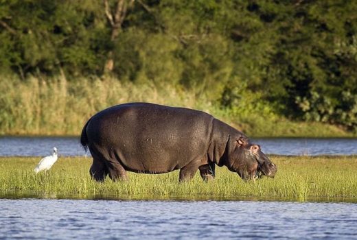 Botswana vs Zambia vs Zimbabwe – which safari destination is best?
