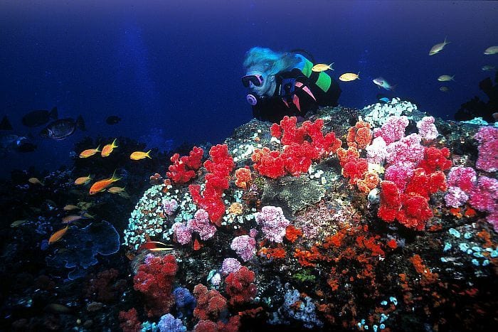 luxury diving in africa - seychelles lionfish