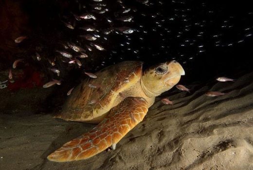 Best Places to see Meerkats in Southern Africa