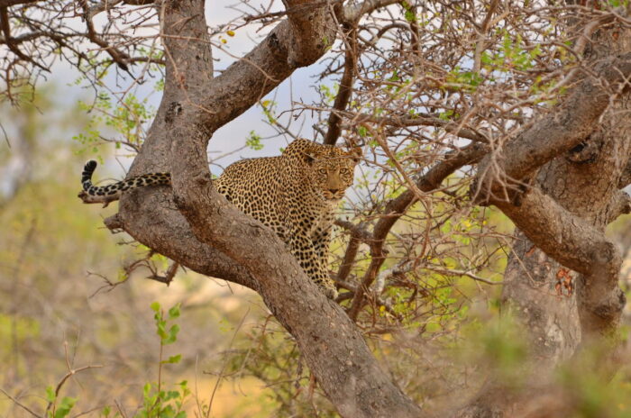 Cedarberg Travel | Campi ya Kanzi