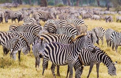 Botswana vs Zambia vs Zimbabwe – which safari destination is best?