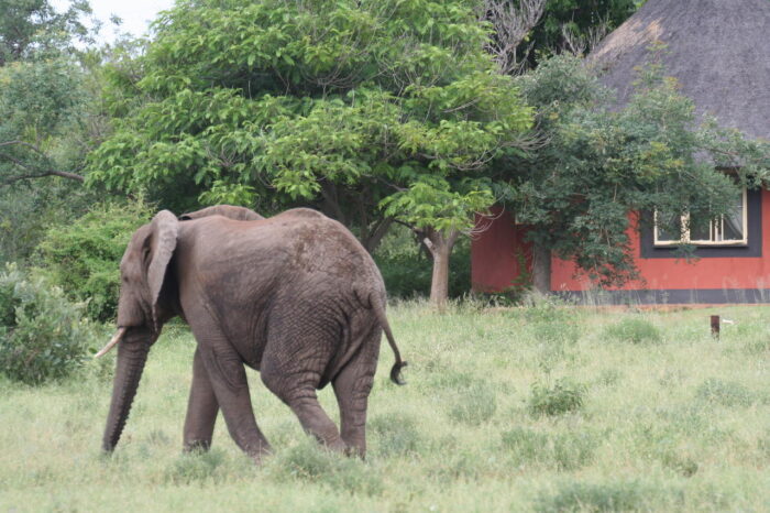 Cedarberg Travel | Mohlabetsi Safari Lodge