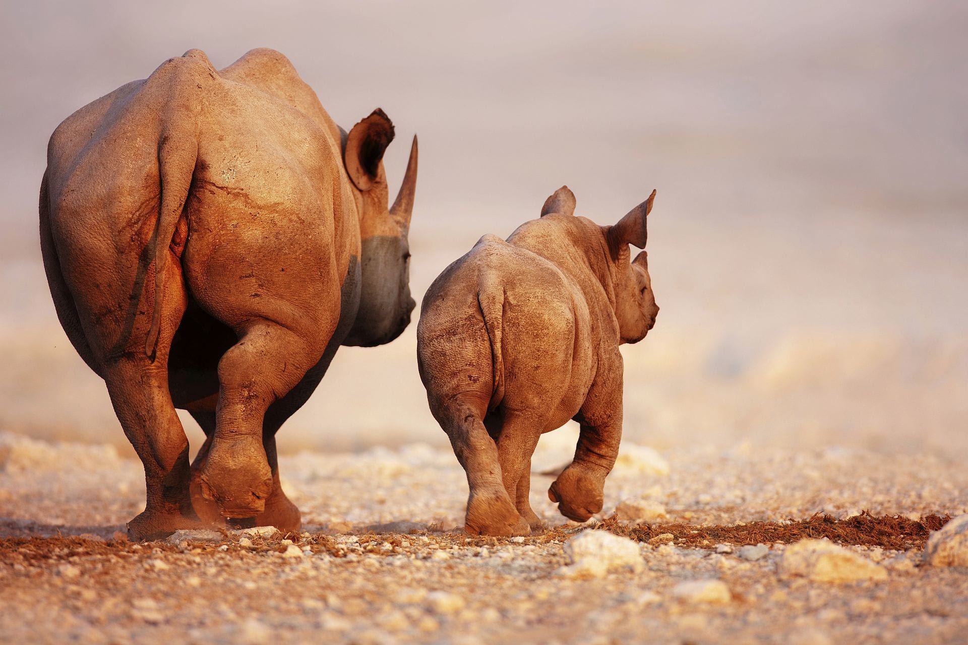 Etosha-Black-Rhino-and-calf-BS331911531