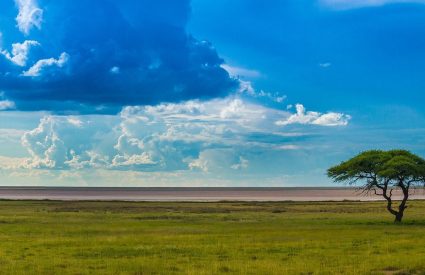 Botswana vs Zambia vs Zimbabwe – which safari destination is best?