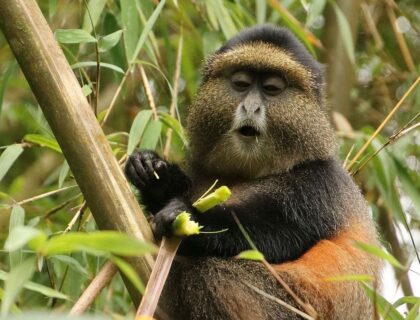 Golden Monkeys in Volcanoes National Park by Kate