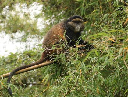 Golden Monkeys in Volcanoes National Park by Kate