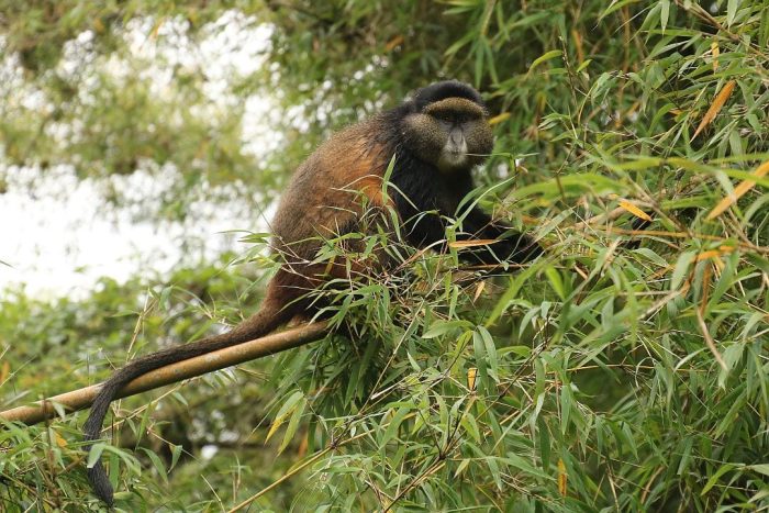 Golden Monkeys in Volcanoes National Park by Kate
