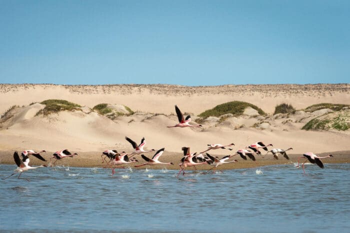 Cedarberg Travel | Hoanib Skeleton Coast Camp