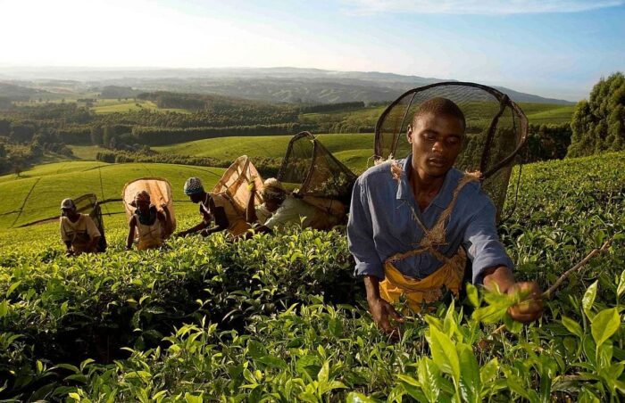 Cedarberg Travel | Best of Southern Malawi