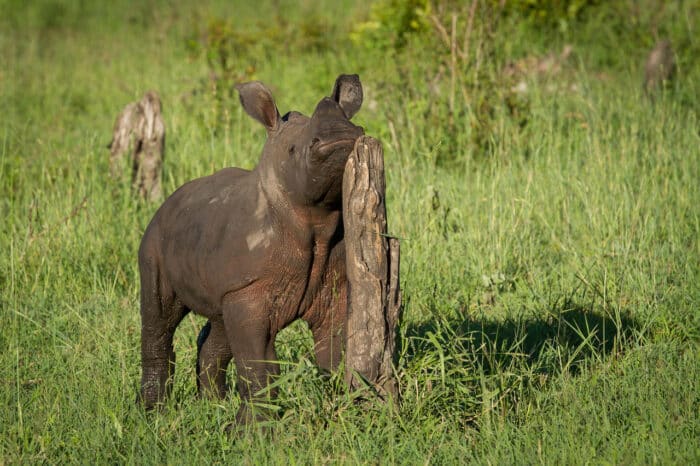 Cedarberg Travel | Londolozi Varty Camp