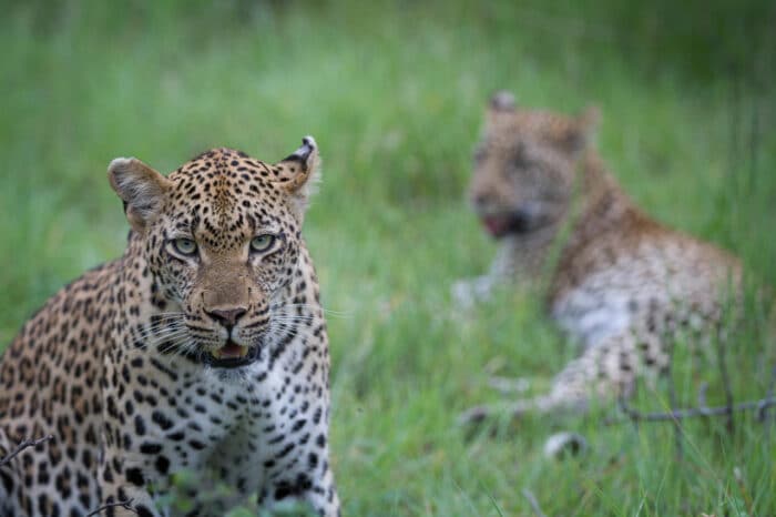 Cedarberg Travel | Londolozi Founders Camp